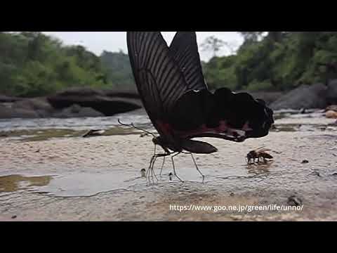 ラオスのチョウ