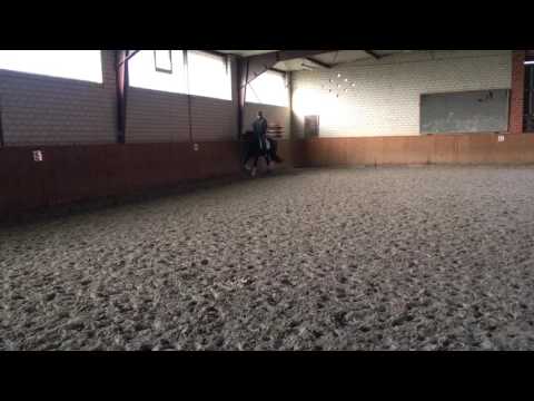 Donni 4 Jähriger Wallach von Don Index/Earl