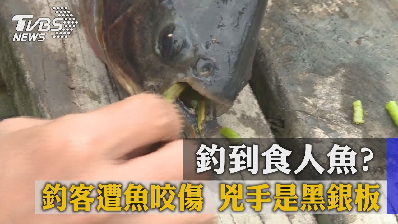 釣到食人魚?釣客遭魚咬傷 兇手是黑銀板