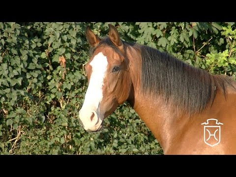 Holsteiner Stute von Connor - Cash and Carry - Feenspross xx