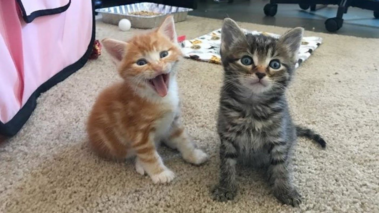 一時的に2匹の子猫を預かるつもりだった女性。数週間が経ち2匹の里親を募集することにしたが…