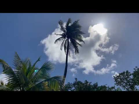 Coqueiral no Fairchild Tropical Botanic Garden em Miami, FL