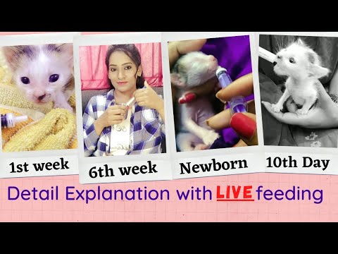 How to feed cow milk to kitten ? Can I feed cow milk to kitten ? #cowmilk #newborn #feed #tamil