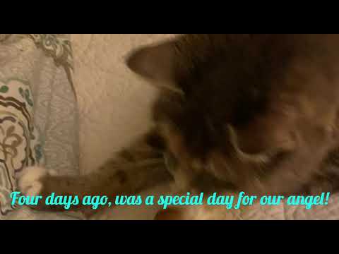 Happy Birthday Puddin! 🎉❤️🐱