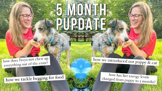 A Day in the Life of My 5 Month Old Australian Shepherd & Answering Your Questions | 5 Month Pupdate