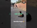 Brave German Shepherd Saves Little Girl From Kidnapper