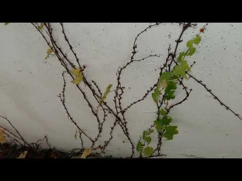 188. (02 Gershwin Love is Sweeping The Country Fennell1960