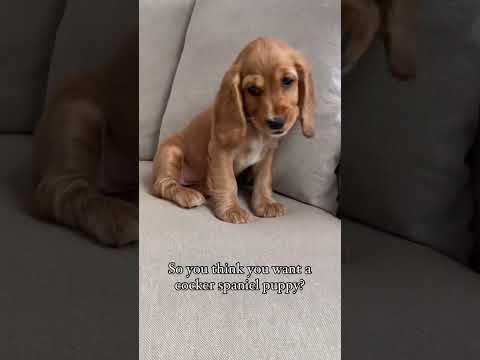 Cocker spaniel puppies are a piece of work!
