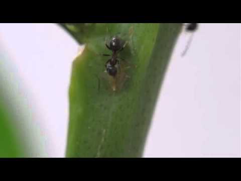 comment traiter la cochenille