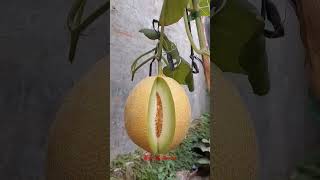 Download lagu Test  Kemanisan Melon Inthanon Sebelum Panen mp3