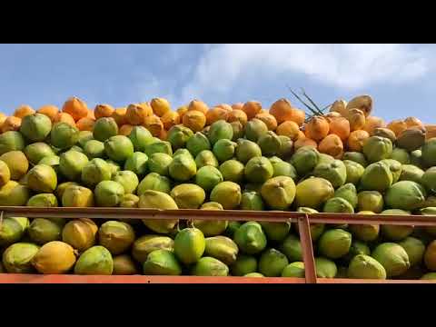 Large pollachi tender coconut