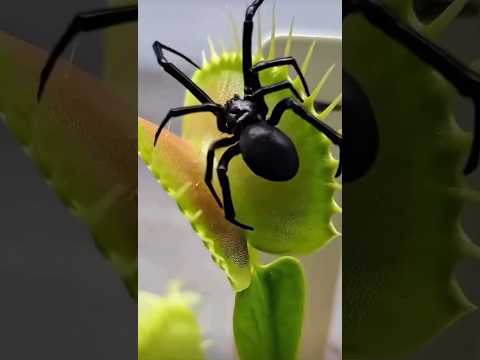 食虫植物のトリック