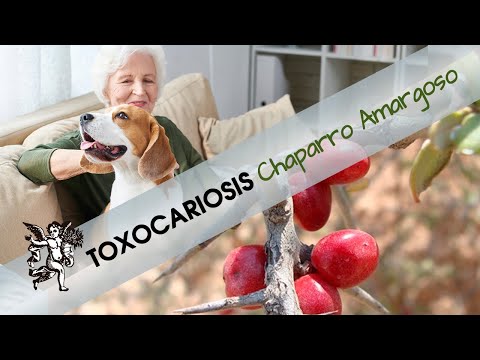 ¿Sabes qué es la TOXOCARIOSIS y cómo se transmite de perro a humano? CHAPARRO AMARGOSO