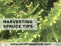 FORAGING: Harvesting Spruce Tips