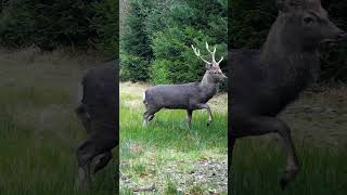 Sika-Hirsch genießt die Schonzeit