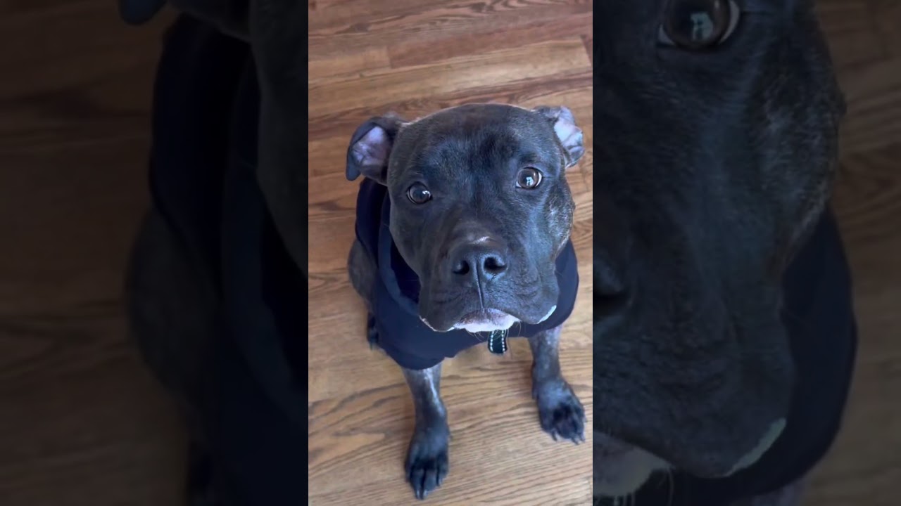 Enlarge Reggie, a Adoptable Pit Bull Terrier in Kansas City, MO video 6/6