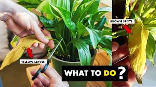 5 Reasons your peace lily leaves turning yellow