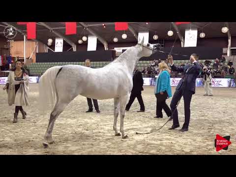 N.133 WILDONA - Lier 2018 - 4-5 Years Old Mares (Class 7)
