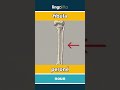 fibula - peroné video thumbnail