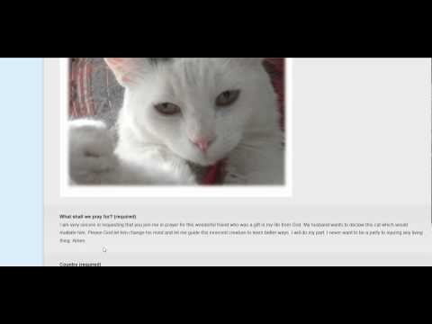 Pray for This Cat www.PostMyPrayer.com