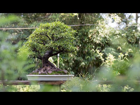, title : 'How to Make a Ficus Bonsai'