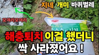 해충! 지네 개미 바퀴벌레 이거하고 벌레가 사라졌어요! #지네퇴치 개미퇴치 #바퀴벌레퇴치 #해충퇴치 #벌레퇴…