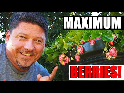 How To Grow Strawberries From Runners Tips and Tricks 2019