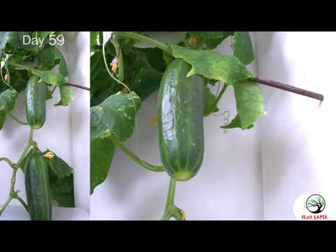 Cucumber plant growing time lapse |growing cucumbers from seeds in pots |growing cucumber plants