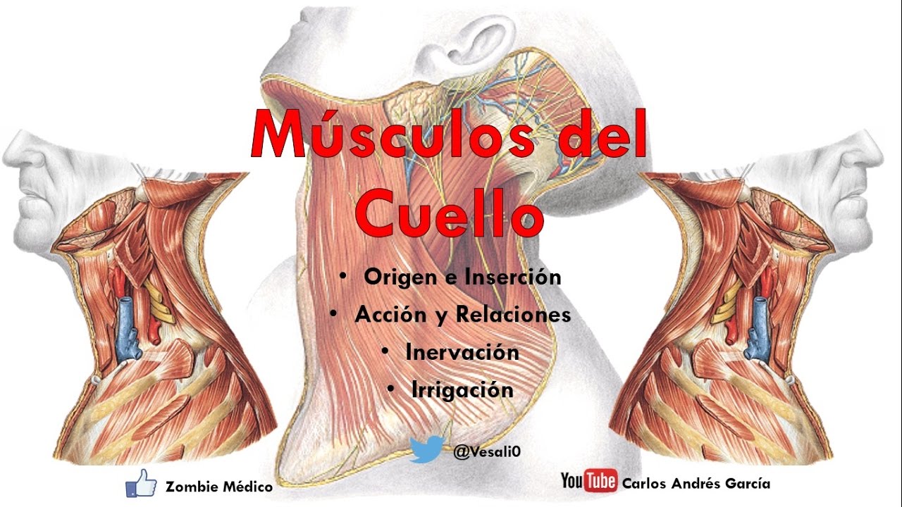 Anatomía - Músculos del Cuello (Inserción, Inervación, Irrigación y Acción)