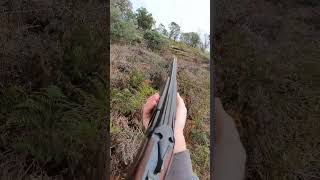 Kangaroo hunting tas