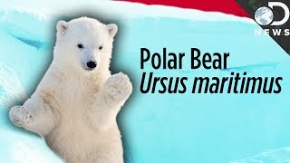 How Science Is Keeping Latin Alive