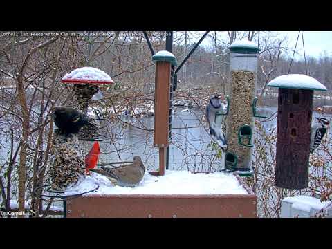 Early Birds Flock To Snow-covered Cornell Feeders – Nov. 12, 2019