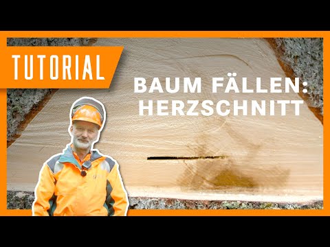 Baum fällen mit dem Herzschnitt I I Tutorial der Bayerischen Staatsforsten