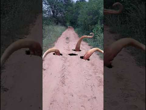 apareceu um monstro no caminho #comedia #funil #humor