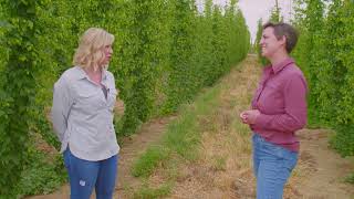 Hops Research I Yakima, WA I Washington Grown