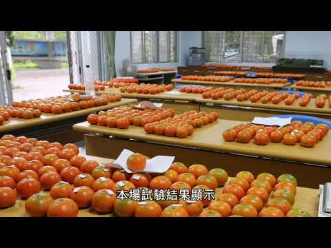 福利蒙柑的疏果技術