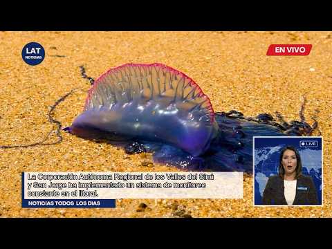 Alerta en Córdoba: Peligro por presencia de Fragatas Portuguesas en las playas