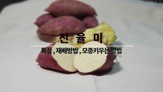 신품종 밤고구마 진율미 품종의 특성 재배적특성  재배방법