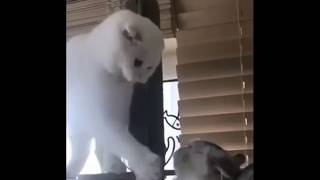 【猫　面白い　かわいい】猫　かわいい　癒し　まとめ
