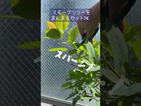 常緑樹のバルコニーに適したつる性の植物はどれですか?この7種は冬でも葉を落とさない！  庭園