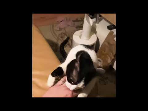 Wie sieht eine Katze beim jagen in Zeitlupe aus?