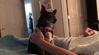 DO DOGS GIVE UP FOOD FOR LOVE??