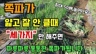 쪽파가 얇고 잘 안자라고 웃자랄때 세가지만 해주면 파릇파릇 통통한 쪽파가 됩니다 쪽파씨 한개 심어 50배로 …