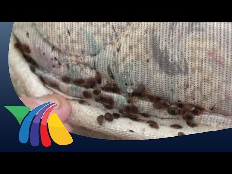 Cuidado con las chinches en la cama | Noticias de Salud