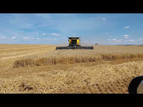 Harvesting Barley: A Regenerative Agriculture Overview