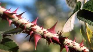 La Secta All Star lluvia