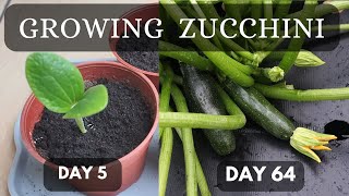 Growing Zucchini in Pot from seed to harvest!