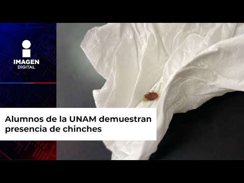 Chinches: Cómo saber si hay en mi casa y dónde se esconden | Actitudfem