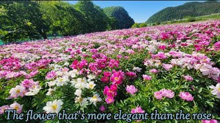 장미보다 더 우아한 그 꽃 The flower that's more elegant than the rose