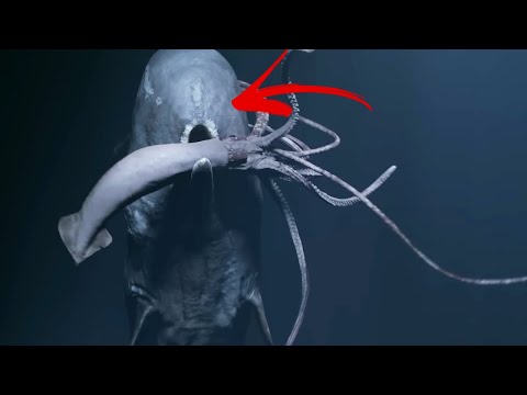 VORVAŇ - Největší predátor na planetě a milovník obřích chobotnic